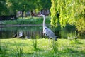 Beautiful Heron in London park