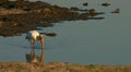 Beautiful heron on a pond Africa.