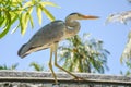 Beautiful heron sitting on the fence at the tropical island