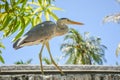 Beautiful heron sitting on the fence