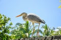 Beautiful heron standing on the fence