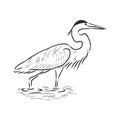 Beautiful Heron, wild wading bird, vector sketch illustration