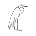 Beautiful Heron, wild wading bird, vector sketch illustration