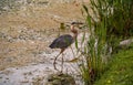 Beautiful herons are big birds of Florida. Landscape with the big bird Royalty Free Stock Photo