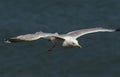 A beautiful Herring Gull Larus argentatus flying above the sea in the UK. Royalty Free Stock Photo