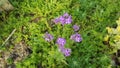 Beautiful hesperis flower at botanical garden.