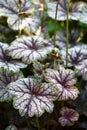 Beautiful heuchera in approach.