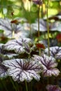 Beautiful heuchera.