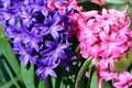 Beautiful hiacynth flowers