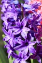 Beautiful hiacynth flowers Royalty Free Stock Photo