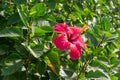 Beautiful Hibiscus flower on an autumn morning also known as `Gudhal` in India