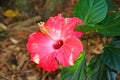 beautiful hibiscus flower