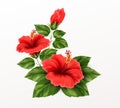 Beautiful hibiscus flower, buds and leaves isolated on white background. Exotic tropical plant realistic vector Royalty Free Stock Photo