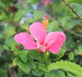 Beautiful hibiscus flower in the garden