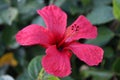 Beautiful hibiscus flower in the morning dew