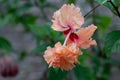 Beautiful hibiscus flower in nature as background