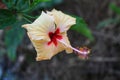 Beautiful hibiscus flower in nice blur background flower wallper