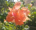 Beautiful hibiscus Flower in Orange.