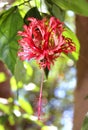 A beautiful hibiscus flower on the plant.