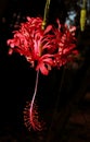 A beautiful hibiscus flower on the plant.