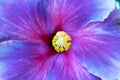 Beautiful Hibiscus flower, Rose Mallow flower, close-up Royalty Free Stock Photo