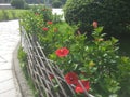 beautiful hibiscus flowers planted near the fence of a garden by the road