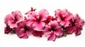 Beautiful Hibiscus Flowers On White Background - Focus Stacking Style Royalty Free Stock Photo