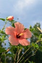 Beautiful hibiscus fresh flower on sky background