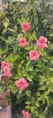 Beautiful Hibiscus plant