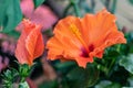 Beautiful Hibiscus rosa-sinensis or Chinese hibiscus flower Royalty Free Stock Photo