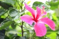 Hibiscus rosa-sinensis common name Flower Plants