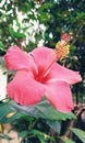A Beautiful hibiscus rosa-sinensis flower.