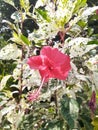The beautiful Hibiscus rosa-sinensis flower with its green and white leaves