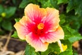 Beautiful Hibiscus Rosa Sinensis (Hibuscus sp.)