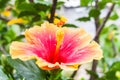 Beautiful Hibiscus Rosa Sinensis (Hibuscus sp.)