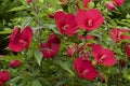 Beautiful hibiscuses moscheutos that blooms in summer Royalty Free Stock Photo