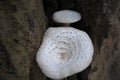 White mushrooms in the log