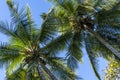 Beautiful high big palm tree forest and blue sky Royalty Free Stock Photo