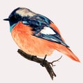 Beautiful high detailed vector bird illustration for design