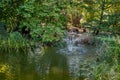 Beautiful high fountain in garden pond. Idyllic picture of green water, red fish and beautiful plants around pond. Royalty Free Stock Photo