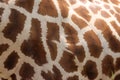 Beautiful high giraffe spots wild long neck fast horns Royalty Free Stock Photo