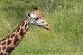 beautiful high giraffe spots wild long neck fast horns