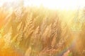 Beautiful high grass lit by sun rays (sunbeams) Royalty Free Stock Photo