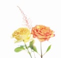 A beautiful high key pastel Orange and georgeous yellow rose