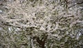 the beautiful white flowers of the tree in spring