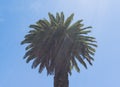 Beautiful high palm tree with blue sky at the background Royalty Free Stock Photo