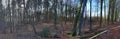 Beautiful high resolution panorama in a forest with bright sunlight seen in europe