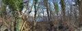 Beautiful high resolution panorama in a forest with bright sunlight seen in europe