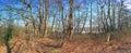 Beautiful high resolution panorama in a forest with bright sunlight seen in europe