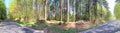 Beautiful high resolution panorama in a forest with bright sunlight seen in europe Royalty Free Stock Photo